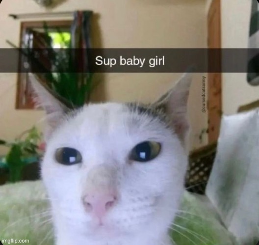 Sup baby girl? | image tagged in cat | made w/ Imgflip meme maker