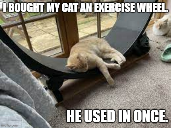 meme by Brad I bought my cat an exercise wheel | I BOUGHT MY CAT AN EXERCISE WHEEL. HE USED IN ONCE. | image tagged in cats,funny cat memes,funny cats,funny meme,humor | made w/ Imgflip meme maker