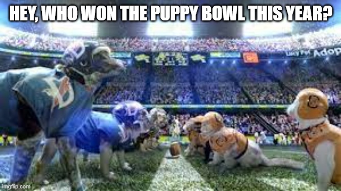 meme by Brad Who won the puppy bowl this year? | HEY, WHO WON THE PUPPY BOWL THIS YEAR? | image tagged in sports,super bowl,cute puppies,nfl football,funny meme,football | made w/ Imgflip meme maker