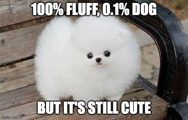 Fluffy dogs | 100% FLUFF, 0.1% DOG; BUT IT'S STILL CUTE | image tagged in fluffy dogs | made w/ Imgflip meme maker