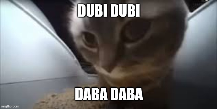 Dubidubidu Cat | DUBI DUBI; DABA DABA | image tagged in dubidubidu cat | made w/ Imgflip meme maker