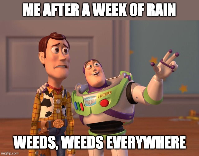 Me after a week of rain | ME AFTER A WEEK OF RAIN; WEEDS, WEEDS EVERYWHERE | image tagged in memes,x x everywhere | made w/ Imgflip meme maker