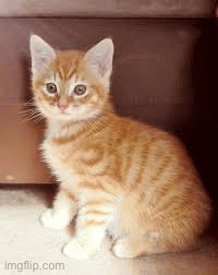 Cute cats I found online to ease your eyes | image tagged in gifs,cute | made w/ Imgflip images-to-gif maker