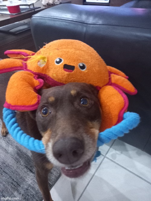 This is my dog, her name is chloe, say hi :D | made w/ Imgflip meme maker