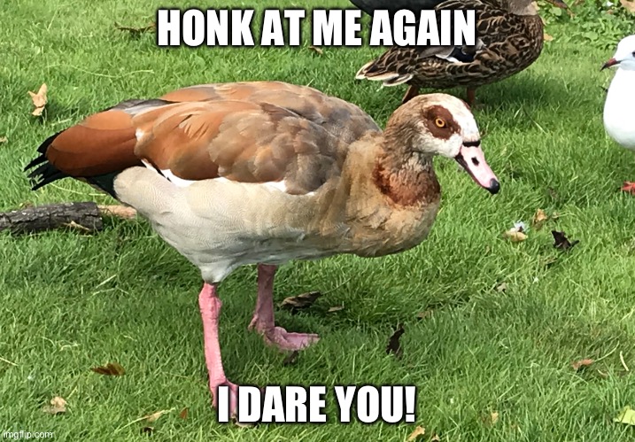 Angry goose | HONK AT ME AGAIN; I DARE YOU! | image tagged in angry goose | made w/ Imgflip meme maker