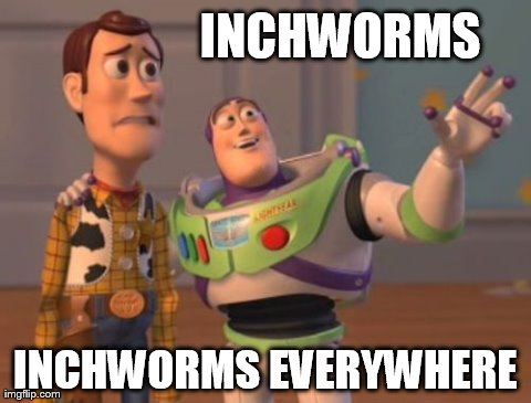 Inchworms everywhere | INCHWORMS INCHWORMS EVERYWHERE | image tagged in memes,x x everywhere | made w/ Imgflip meme maker