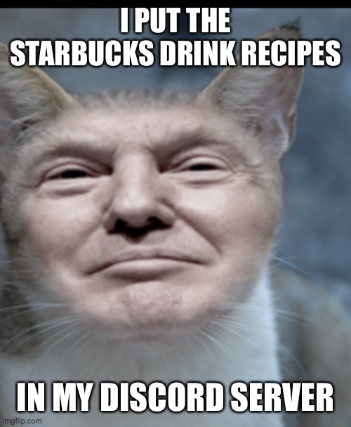 Donald trump cat | I PUT THE STARBUCKS DRINK RECIPES; IN MY DISCORD SERVER | image tagged in donald trump cat | made w/ Imgflip meme maker