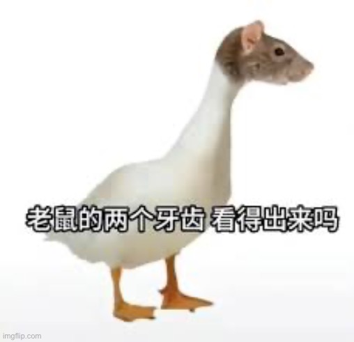 image tagged in rat,duck | made w/ Imgflip meme maker