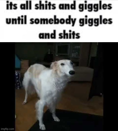 image tagged in low quality borzoi dog | made w/ Imgflip meme maker