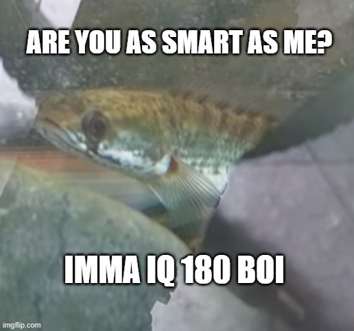 Are You Smart? | ARE YOU AS SMART AS ME? IMMA IQ 180 BOI | image tagged in fish | made w/ Imgflip meme maker