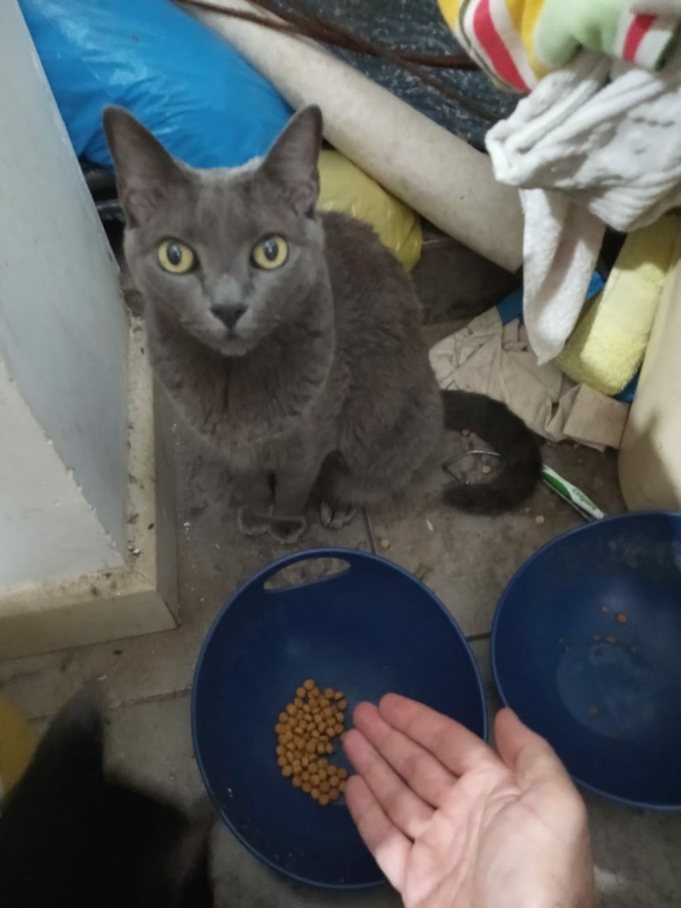 Cat staring next to bowl with food Blank Meme Template