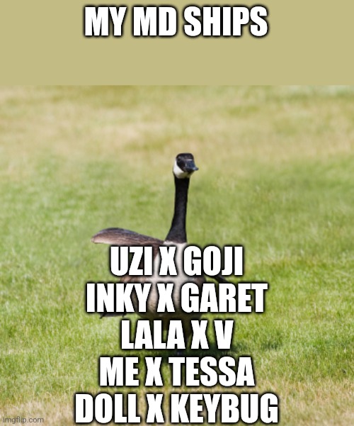 canada goose | MY MD SHIPS; UZI X GOJI
INKY X GARET
LALA X V
ME X TESSA
DOLL X KEYBUG | image tagged in canada goose | made w/ Imgflip meme maker