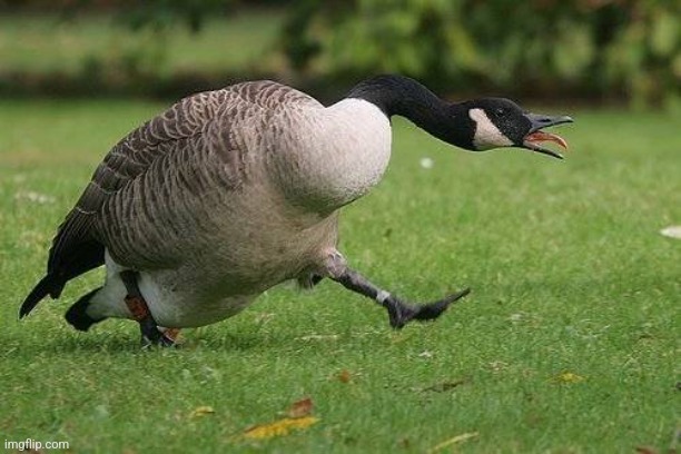 Angry Canada Goose | image tagged in angry canada goose | made w/ Imgflip meme maker