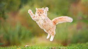 jumping cat Blank Meme Template