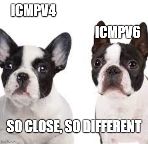 ICMP | ICMPV4; ICMPV6; SO CLOSE, SO DIFFERENT | image tagged in similar dogs | made w/ Imgflip meme maker