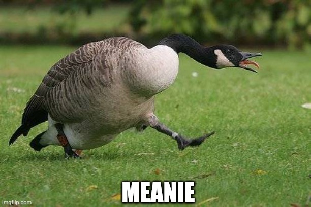 Angry Canada Goose | MEANIE | image tagged in angry canada goose | made w/ Imgflip meme maker