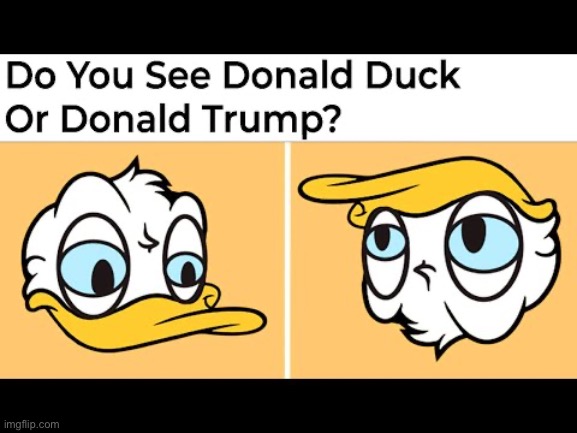 image tagged in donald duck,donald trump | made w/ Imgflip meme maker