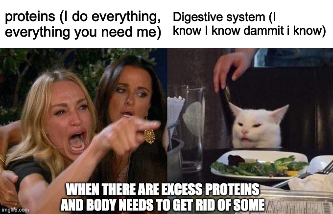 Woman Yelling At Cat | proteins (I do everything, everything you need me); Digestive system (I know I know dammit i know); WHEN THERE ARE EXCESS PROTEINS AND BODY NEEDS TO GET RID OF SOME | image tagged in memes,woman yelling at cat | made w/ Imgflip meme maker