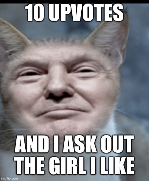 You have 2 hours | 10 UPVOTES; AND I ASK OUT THE GIRL I LIKE | image tagged in donald trump cat | made w/ Imgflip meme maker