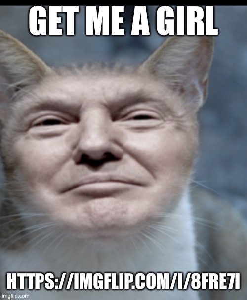 Donald trump cat | GET ME A GIRL; HTTPS://IMGFLIP.COM/I/8FRE7I | image tagged in donald trump cat | made w/ Imgflip meme maker
