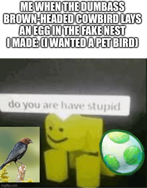 Parasite birds lay their eggs in other birds' nests | ME WHEN THE DUMBASS BROWN-HEADED COWBIRD LAYS AN EGG IN THE FAKE NEST I MADE: (I WANTED A PET BIRD) | image tagged in do you are have stupid,brown,head,cow,bird,pets | made w/ Imgflip meme maker