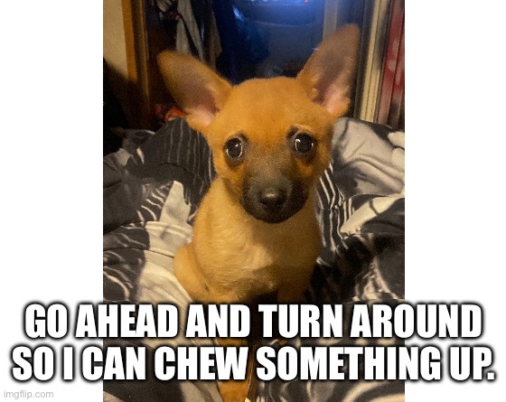 Make your own meme | GO AHEAD AND TURN AROUND SO I CAN CHEW SOMETHING UP. | image tagged in make your own meme | made w/ Imgflip meme maker