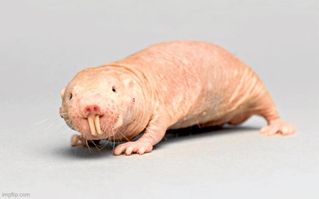 Naked mole rat | image tagged in naked mole rat | made w/ Imgflip meme maker