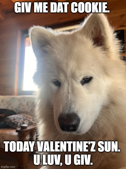 giv me dat cookie on valentine'z | GIV ME DAT COOKIE. TODAY VALENTINE'Z SUN. 
U LUV, U GIV. | image tagged in doggo,valentine's day,cookie | made w/ Imgflip meme maker