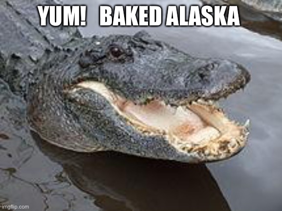 Alligator Wut | YUM!   BAKED ALASKA | image tagged in alligator wut | made w/ Imgflip meme maker