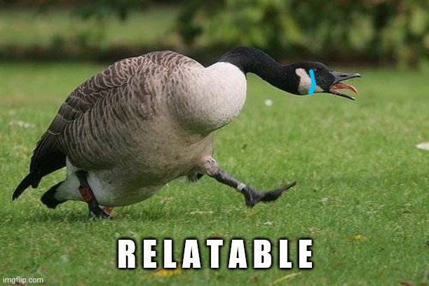 Angry Canada Goose | R E L A T A B L E | image tagged in angry canada goose | made w/ Imgflip meme maker