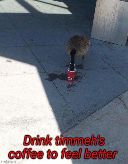 Canada Goose & Coffee | Drink timmeh's coffee to feel better | image tagged in canada goose coffee | made w/ Imgflip meme maker