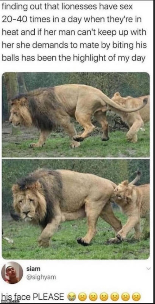 image tagged in memes,front page plz,sad,lion | made w/ Imgflip meme maker