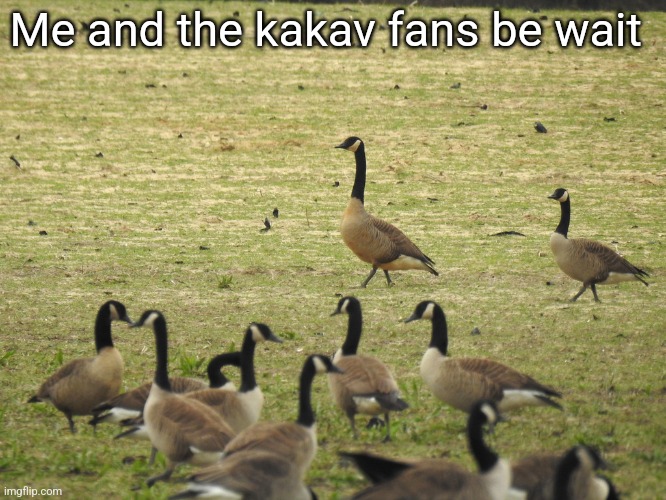 Dusky Canada Goose | Me and the kakav fans be wait | image tagged in dusky canada goose | made w/ Imgflip meme maker