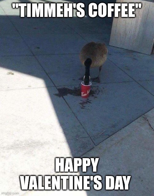 Canada Goose & Coffee | "TIMMEH'S COFFEE"; HAPPY VALENTINE'S DAY | image tagged in canada goose coffee | made w/ Imgflip meme maker