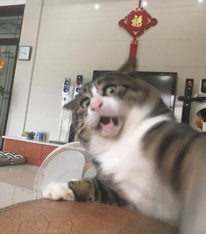 High Quality shocked-cat-face Blank Meme Template