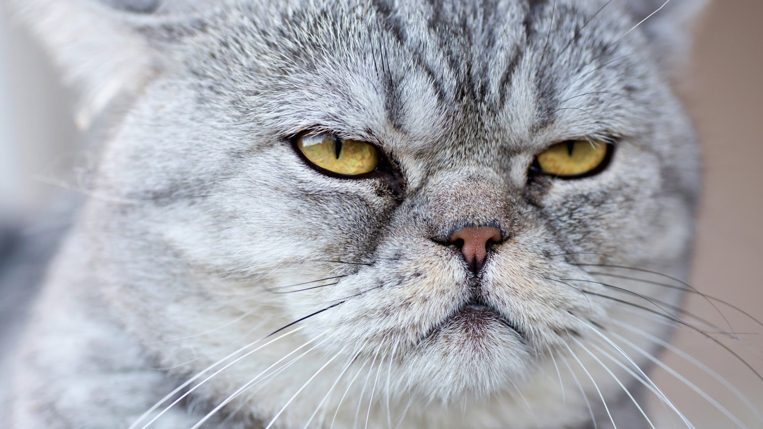 shocked/mad-cat-face Blank Meme Template