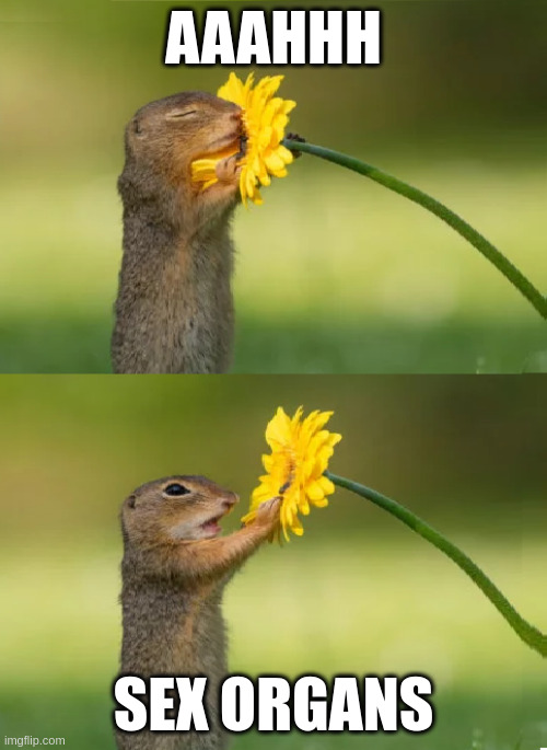 Squirrel Smelling Flower | AAAHHH; SEX ORGANS | image tagged in squirrel smelling flower | made w/ Imgflip meme maker