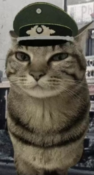 War cat Blank Meme Template