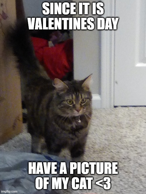Happy Valentines Day! | SINCE IT IS VALENTINES DAY; HAVE A PICTURE OF MY CAT <3 | image tagged in valentine's day,cat,fluffy | made w/ Imgflip meme maker