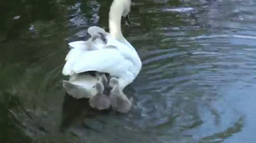 BIRD BOAT It's cute | image tagged in gifs,birds | made w/ Imgflip video-to-gif maker