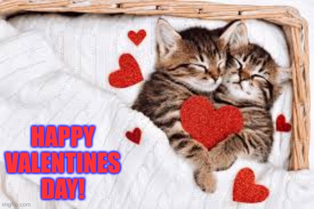 Happy Valentines Day | HAPPY VALENTINES DAY! | image tagged in cats,valentine's day | made w/ Imgflip meme maker