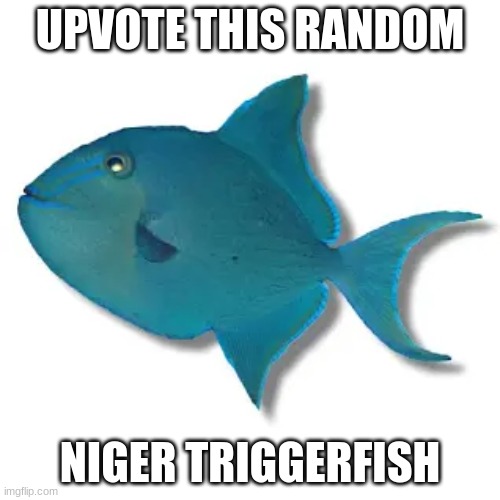 upvote this random niger triggerfish | UPVOTE THIS RANDOM; NIGER TRIGGERFISH | image tagged in niger triggerfish | made w/ Imgflip meme maker