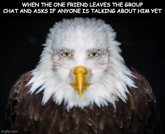 "Can you add me back now" | WHEN THE ONE FRIEND LEAVES THE GROUP CHAT AND ASKS IF ANYONE IS TALKING ABOUT HIM YET | image tagged in bald eagle stare | made w/ Imgflip meme maker