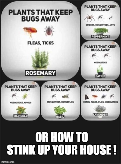 Plants That Keep Bugs Away ! | OR HOW TO STINK UP YOUR HOUSE ! | image tagged in plants,bugs,stink | made w/ Imgflip meme maker
