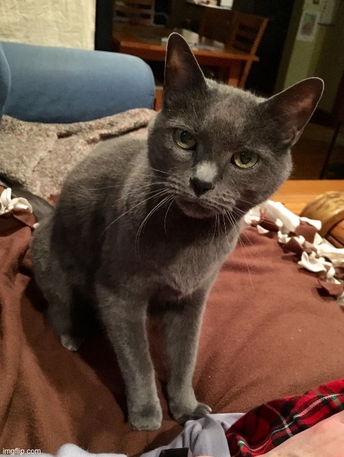 Excuse Me? Cat | image tagged in excuse me cat | made w/ Imgflip meme maker