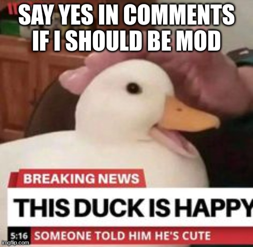 make ducky happy | SAY YES IN COMMENTS IF I SHOULD BE MOD | image tagged in happy duck | made w/ Imgflip meme maker