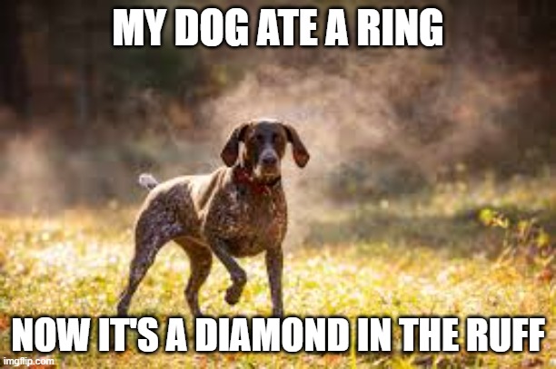 meme by Brad my dog ate a ring | MY DOG ATE A RING; NOW IT'S A DIAMOND IN THE RUFF | image tagged in fun,bad pun dog,funny meme,dad joke dog,humor | made w/ Imgflip meme maker