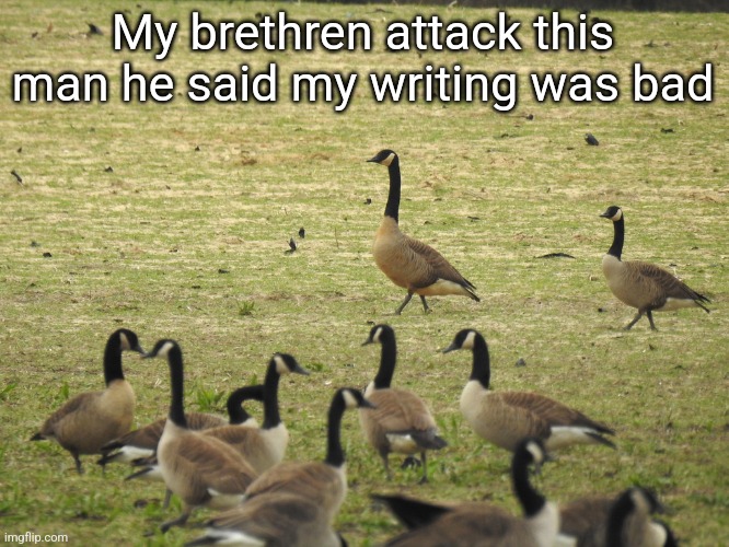 Dusky Canada Goose | My brethren attack this man he said my writing was bad | image tagged in dusky canada goose | made w/ Imgflip meme maker