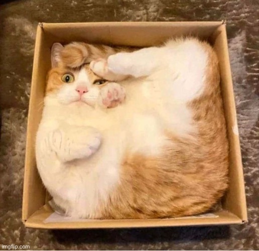 Cat Box Squished | image tagged in cat box squished | made w/ Imgflip meme maker