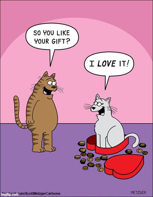 image tagged in cats,chocolate,box,valentine's day | made w/ Imgflip meme maker